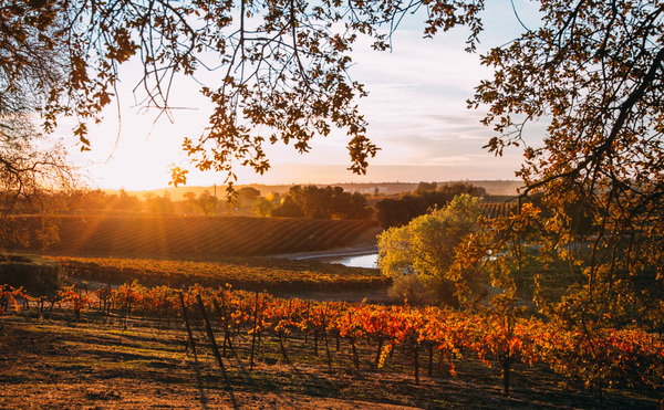 Terra D'Oro Vineyard